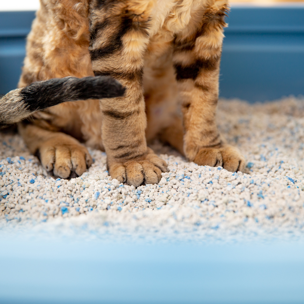 La lettiera dei gatti e quel cattivo odore di ammoniaca
