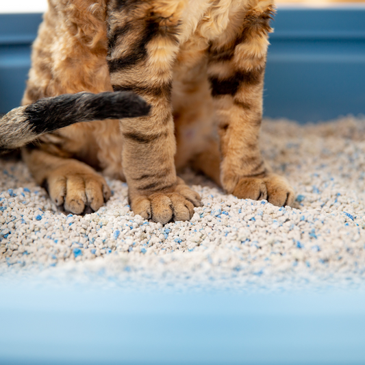 La lettiera dei gatti e quel cattivo odore di ammoniaca