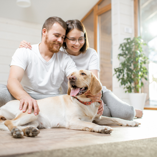 La soluzione: vivere la felicità senza pensieri con ONOZERO Pet