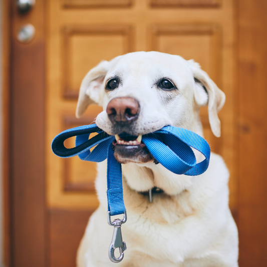 Come eliminare i cattivi odori dagli accessori di cani e gatti con ONOZERO Pet