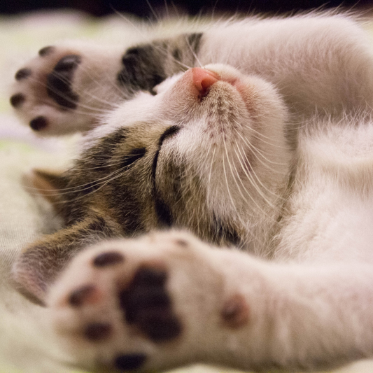 Benefici psicologici del gatto in famiglia: serenità e compagnia