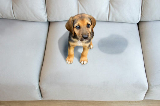 Come eliminare i cattivi odori da lettiere e cucce con uno spray naturale e brevettato